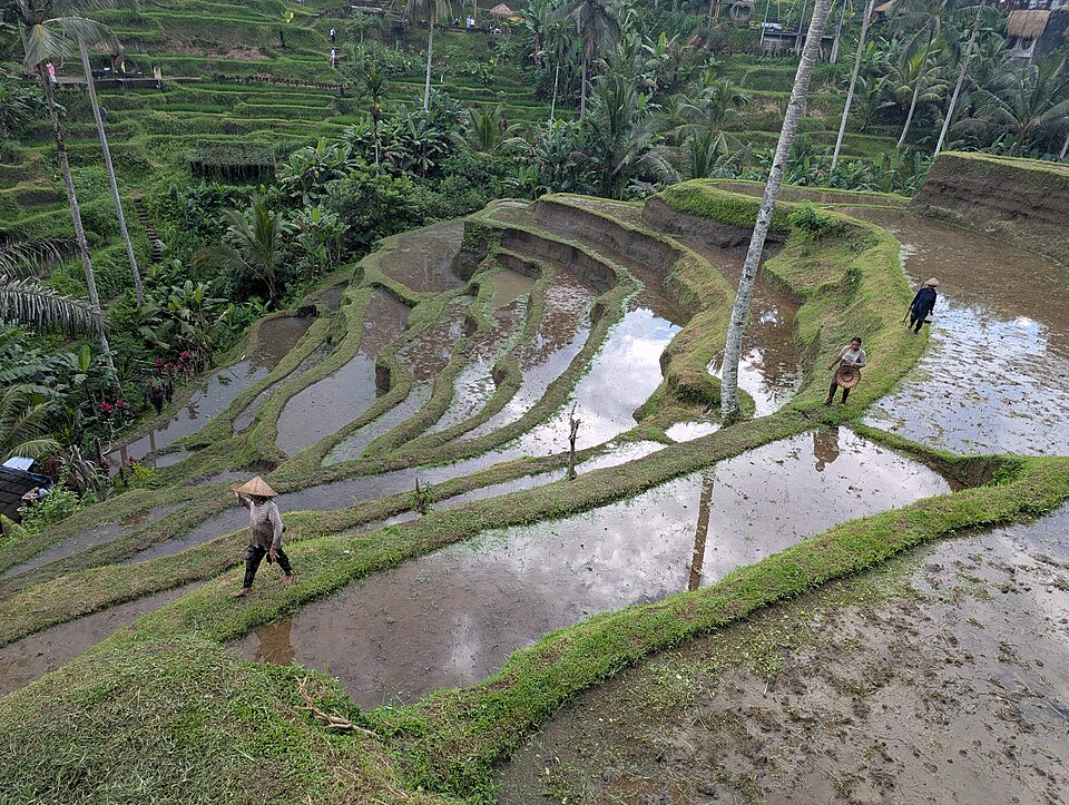 Green terraced rice paddies at Tegalalang near Ubud Bali
