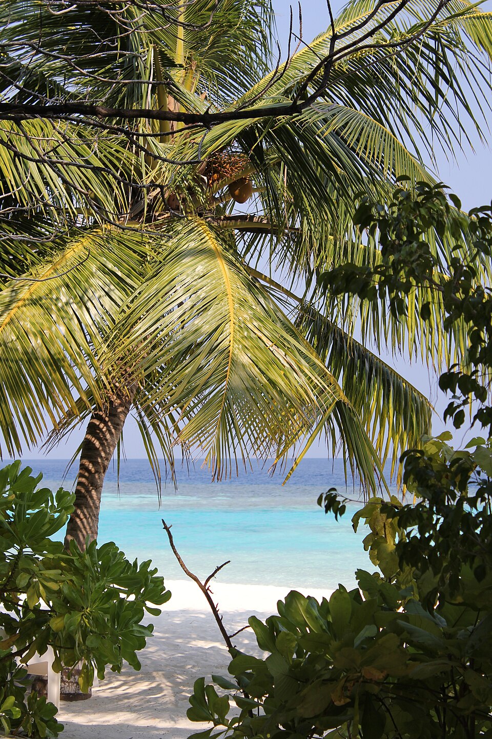 Maldives beach villa under coconut palms at ground level